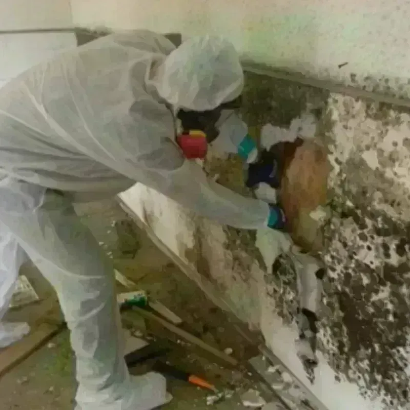 Mold Remediation and Removal in Owings Mills, MD